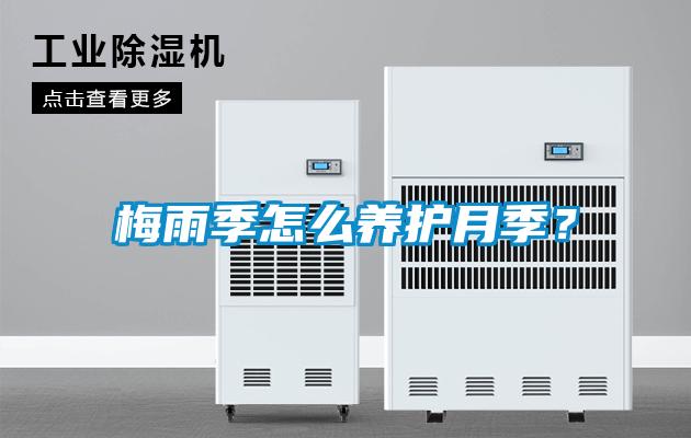 梅雨季怎么養護月季？